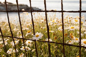 Daisies-300x200