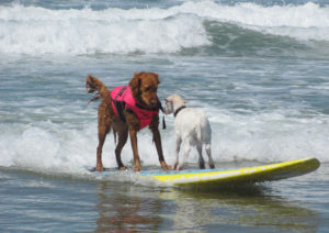 HELEN WOODWARD ANIMAL CENTER SURF DOG SURF-A-THON